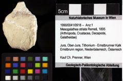 Foto (Objket + Etiketten) von Mesogalathea striata (Remeš, 1895) 